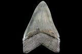 Serrated, Megalodon Tooth - Georgia #72478-1
